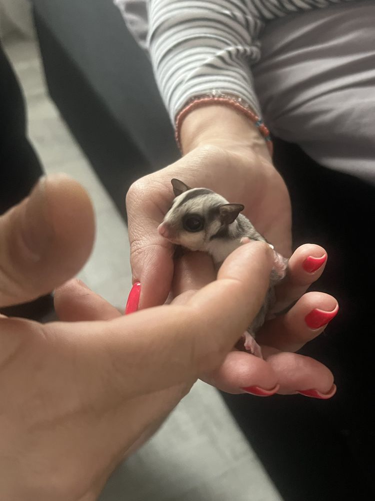 Sugar glider veverite zburatoare