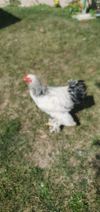 Cocos brahma de vanzare