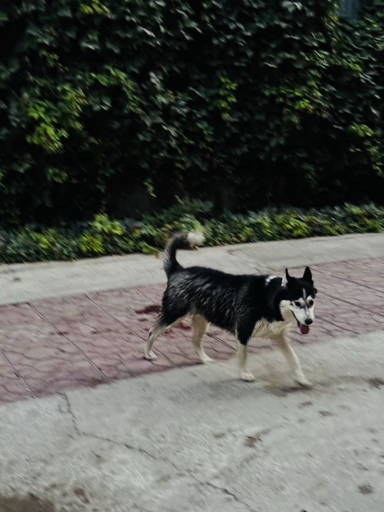 Xaski sotiladi ayol ikkalsi ham