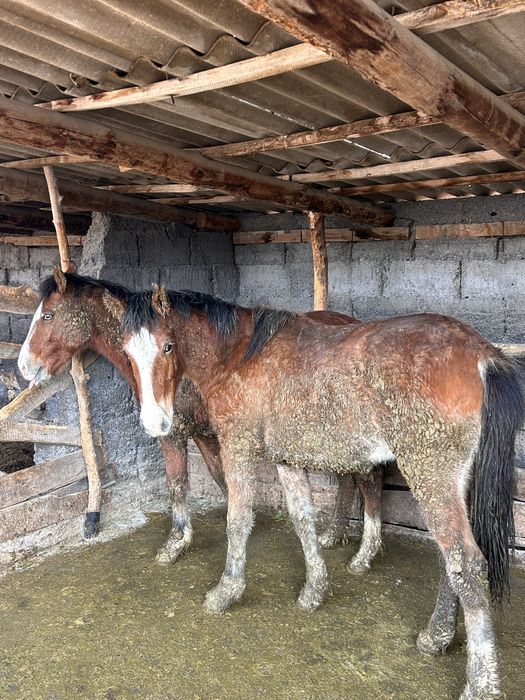 Соғымға 4 бас жылқы сатымын