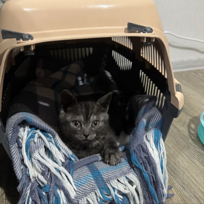 Котята в любящие руки