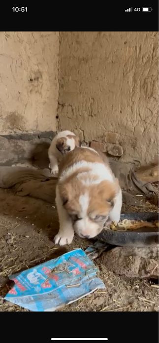 Продам щенок алабая сучка