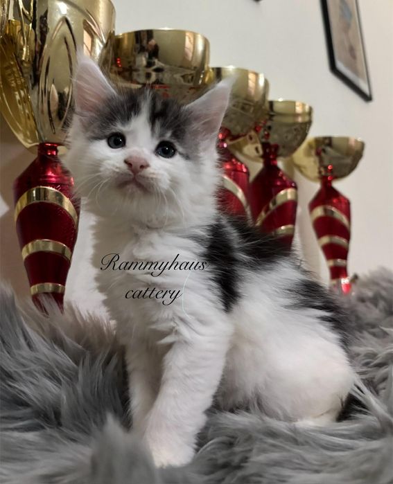 Felisa autorizata WCF, vinde pisoi cu pedigree, rasa Maine coon