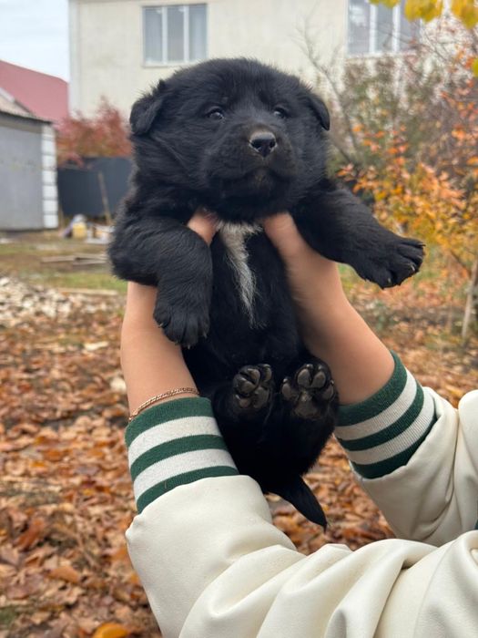 Продам щенки лабрадора