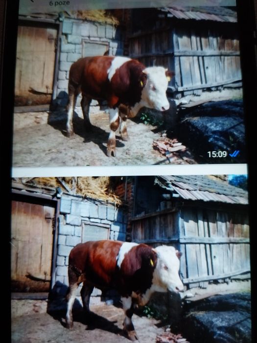 Taur de vanzare ...
