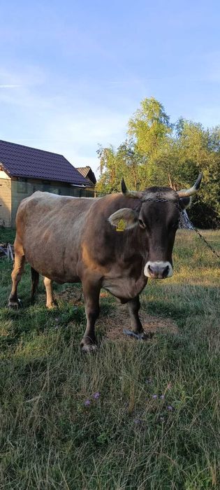 Vand vaca gestanta varsta 5 ani