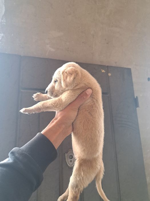 Отдам щенка тазы девочка