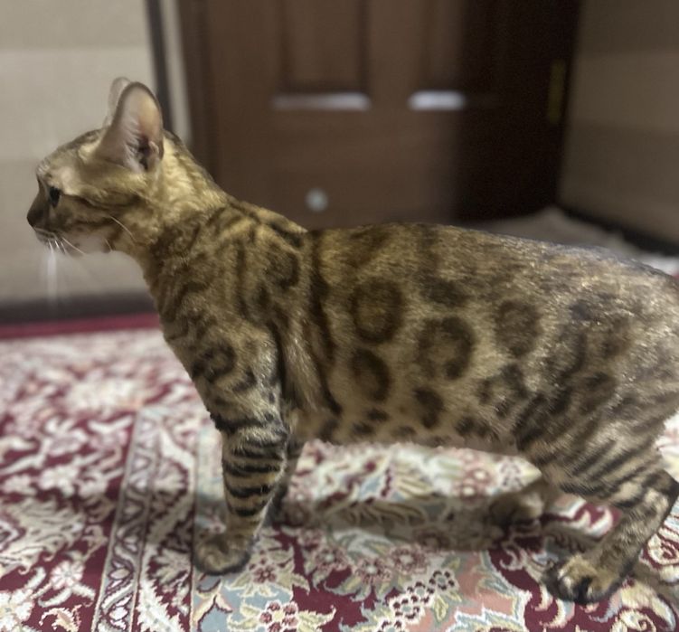 Бенгальская кошка