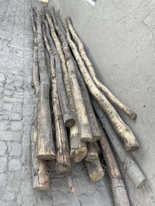 Terak, bolor, xarvasta