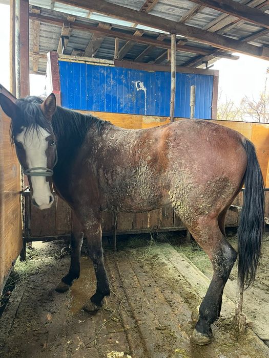 Продам срочно лошадь