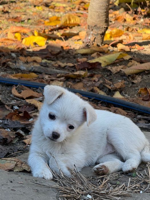 Малки кученца търсят обичливи стопани! Майка-бял пинчер, баща-померан