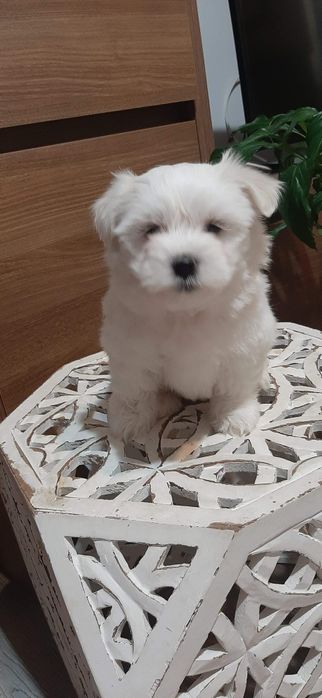 Vand pui bichon maltez