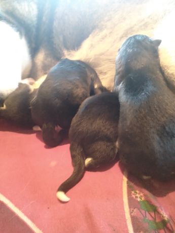 6 cățeluși frumoși de huski  siberian își așteaptă stăpânul 5 băieței