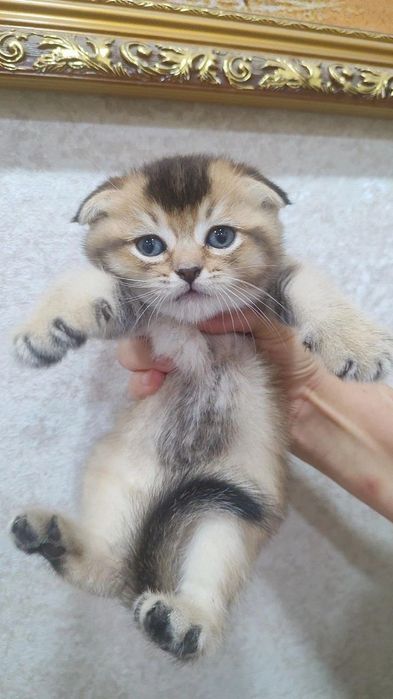 Scottish fold winwilla