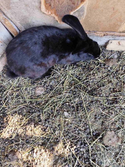 Продавам зайци и заешко месо