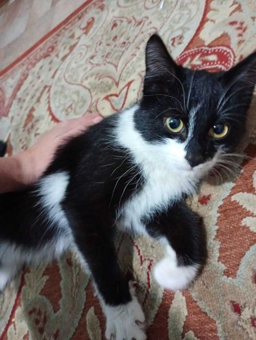 отдам кошечку девочку, подросток