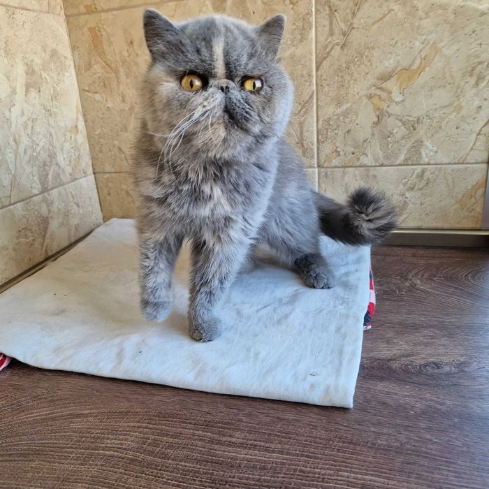 Женски екзотични персийски котки на 4,5 години и 2,5 години.