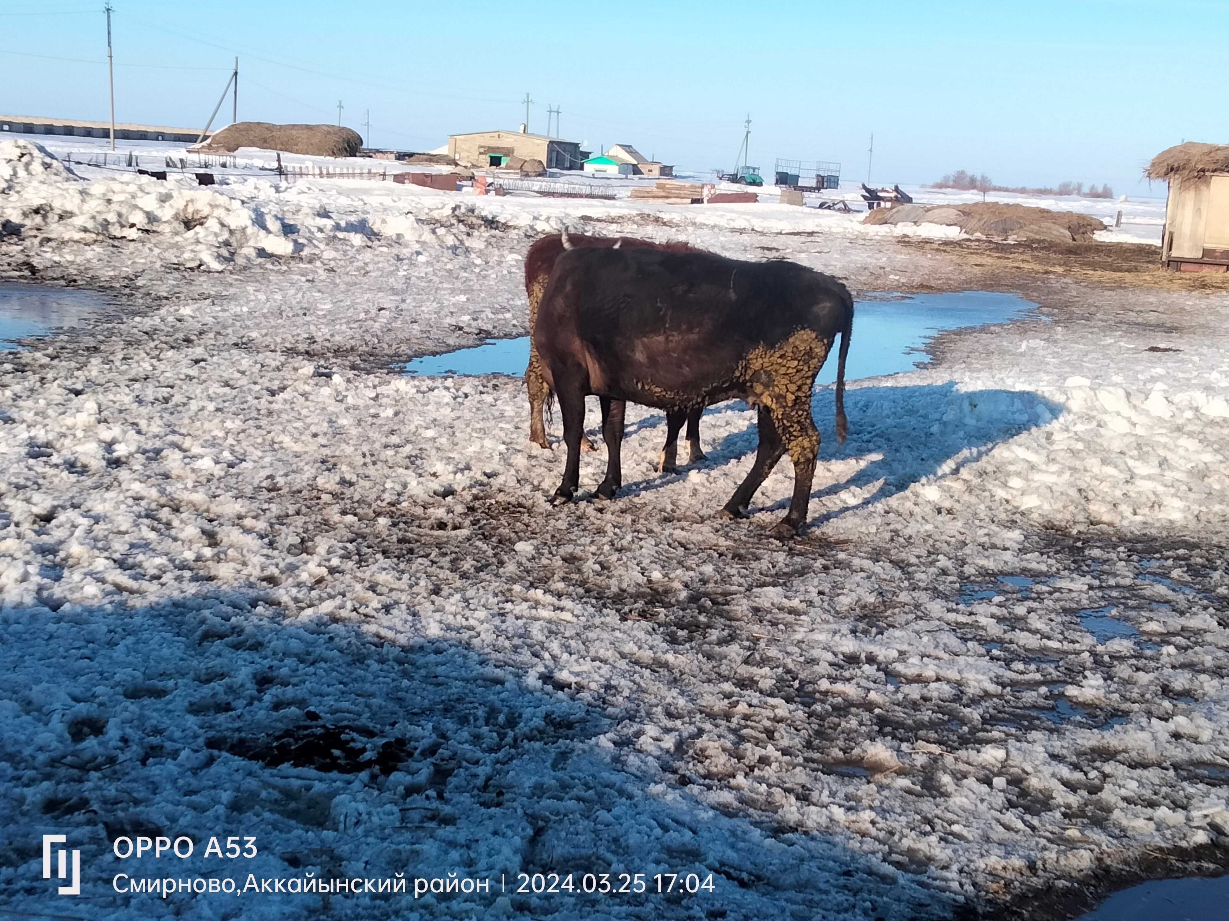 Продам корову чёрной масти