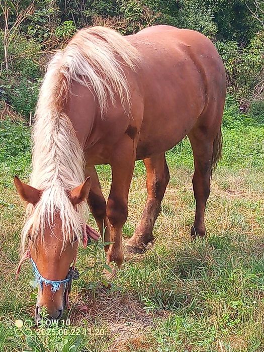 Mănză de vzare 2ani