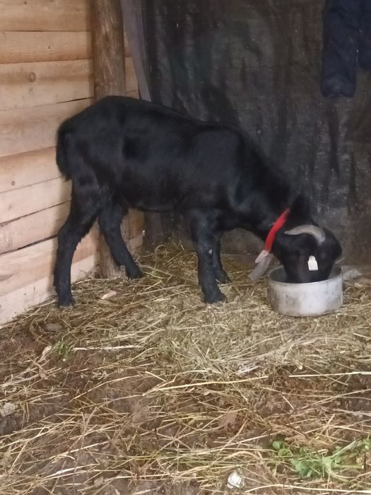 Vând  sau schimb 12 capre și 2 țapi anglodanubian