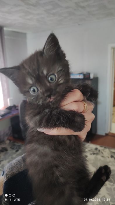 Отдам котят в хорошие руки