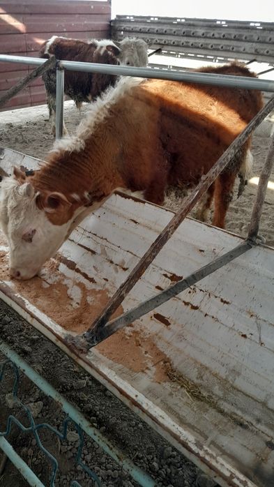 Grenfort buqacha sotiladi