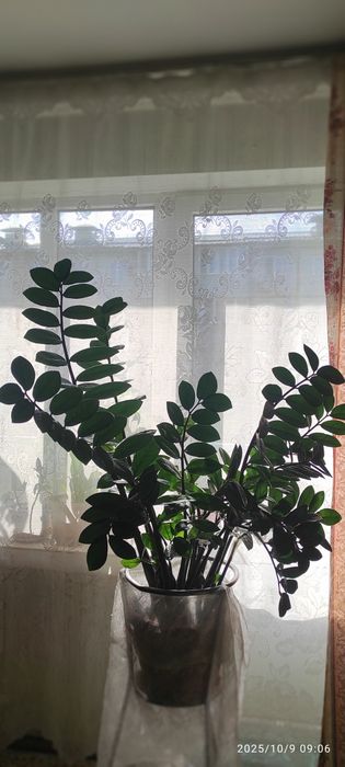 Замиокулькас(долларовое дерево)