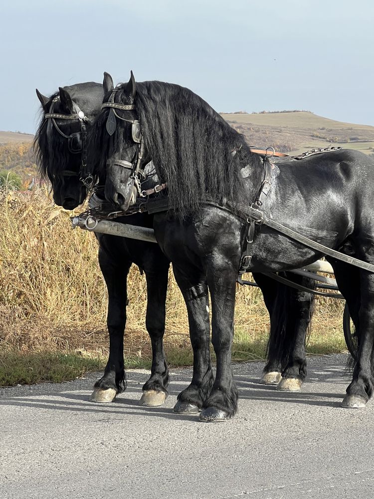 Friesian Friesieni perechi Frizian pereche Friz