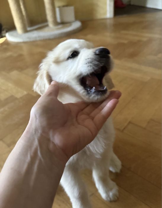 Golden Retriever fetita