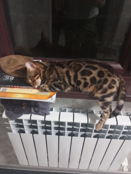 Чистокровный бенгал для вязки