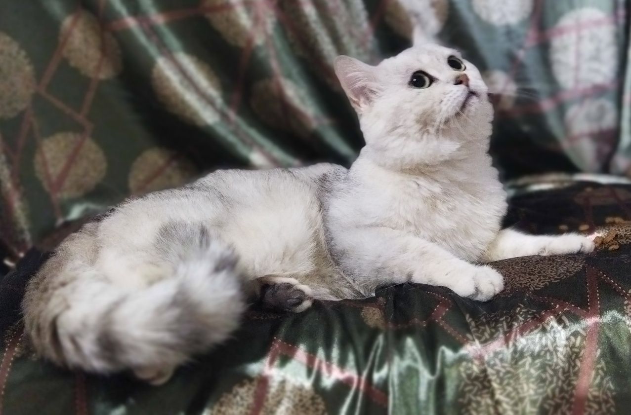 Вязка красивого кота