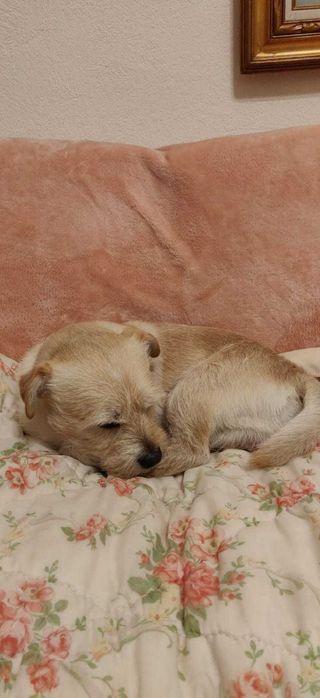 Caine talie mica spre adoptie :) se cheama Cremes/Micutul