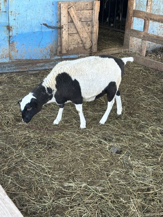 Овечки кросс  F1