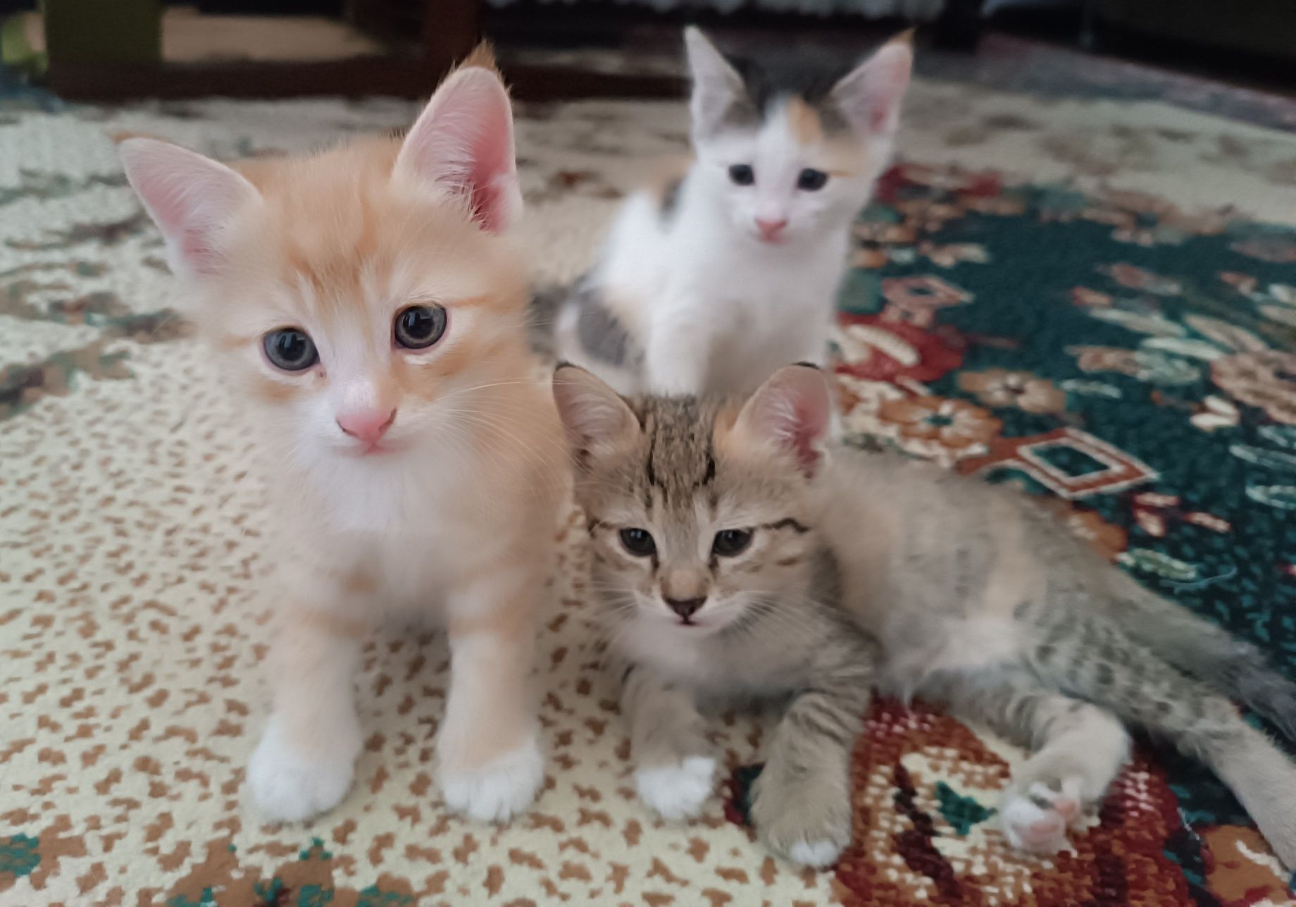Отдаются даром котята
