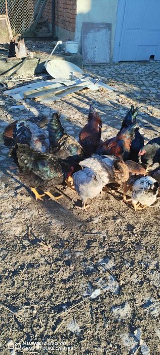 Домашно гледани петли