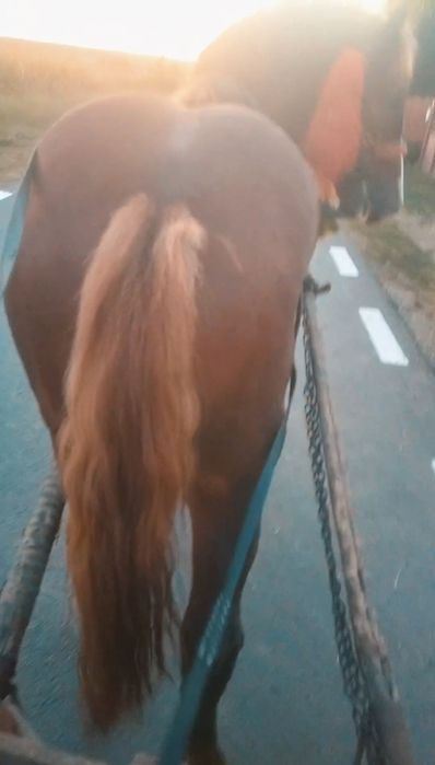 2200euro negociabil  Roman judetul Neamț