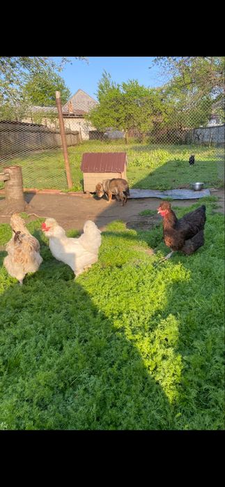 Vand oua pentru incubat Motate