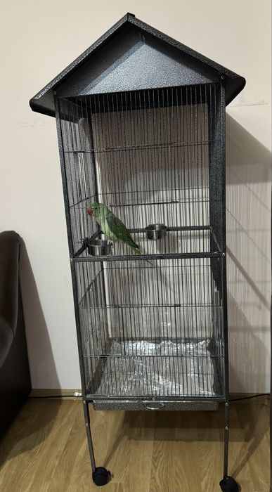 Papagal Marele Alexander (pui) + colivie