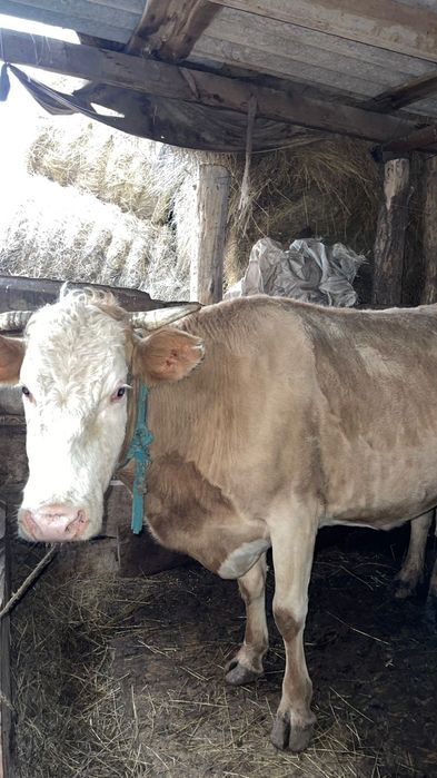 Соғым Сиыр Сатылады