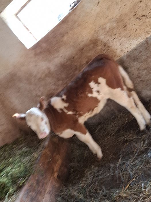 Vand Vițică de 3 luni