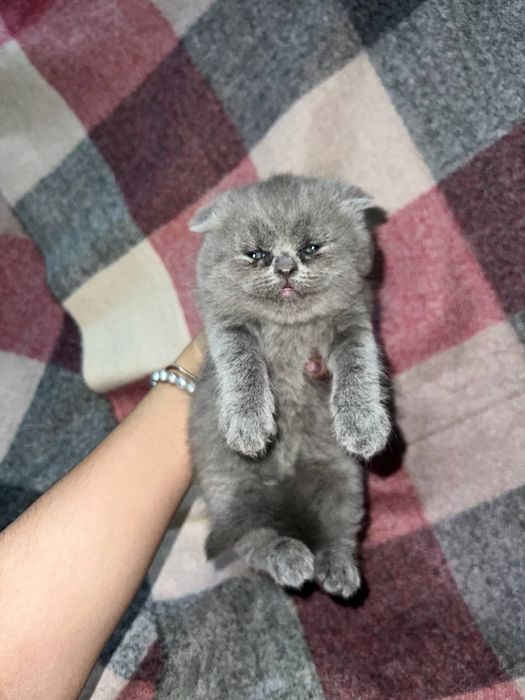 Продаются котята скоттиш страйт и фолд
