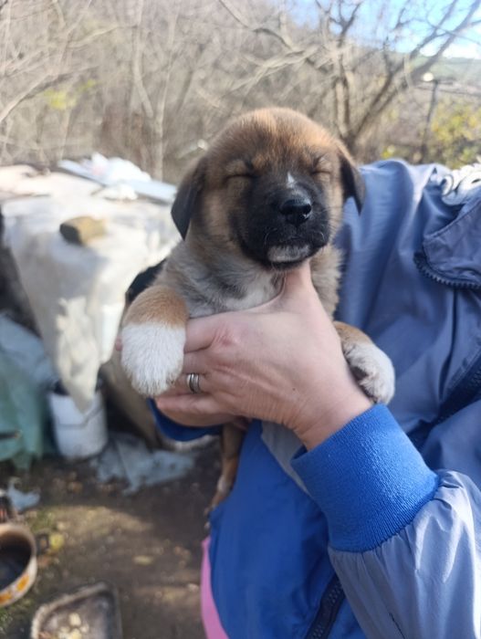 Подарявам 4 кученца