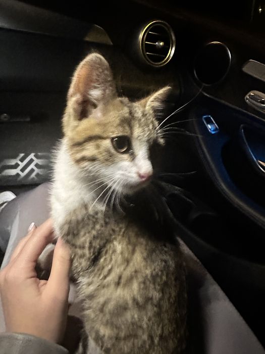 donez pisicuta mures