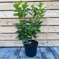 Prunus laurocerasus ( laur englezesc ) gard viu verde vesnic,  plante