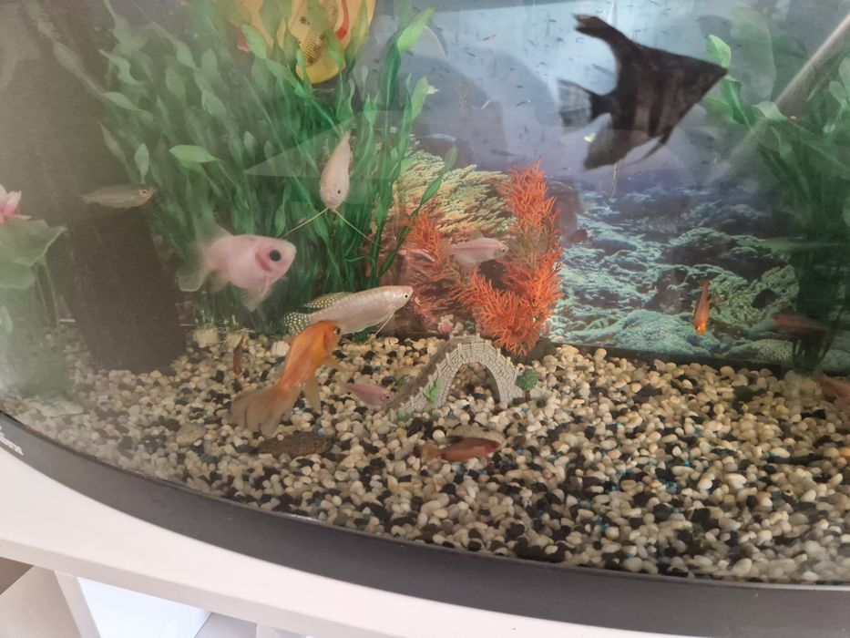 Acvariu 110L cu 15 pesti, pompa si accesorii lumini