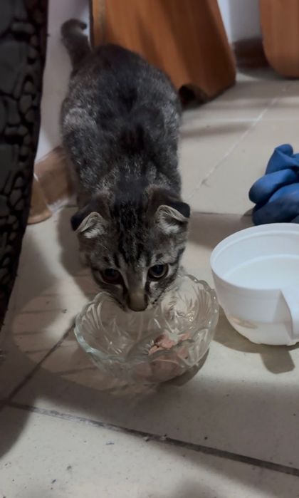 Девочка вислоухая