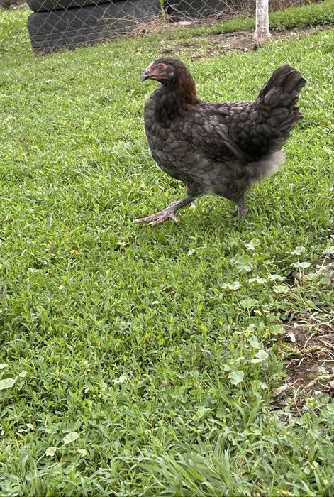 Cocosei marans de vanzare !!!