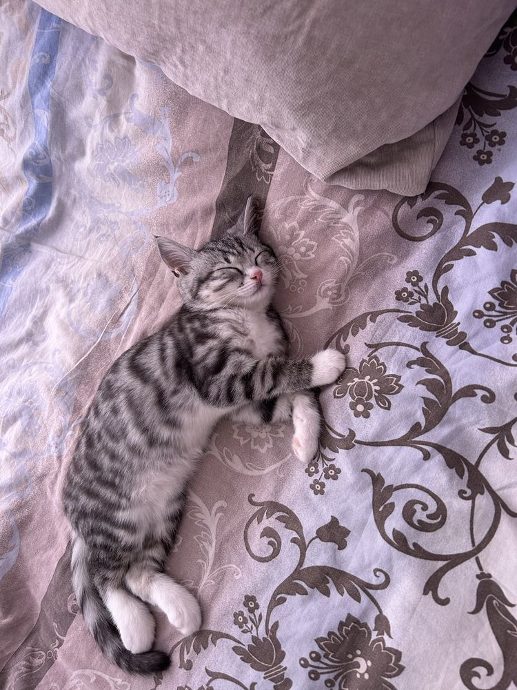 Котенок девочка 2 месяц