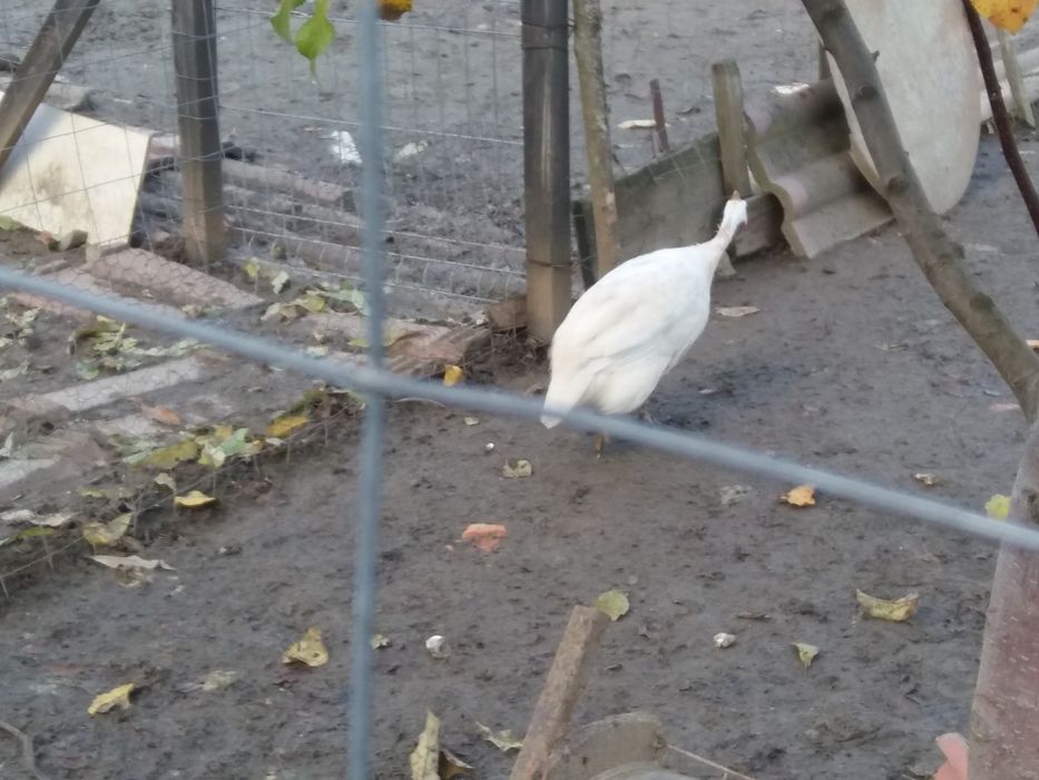 Vind gaini si bibilici