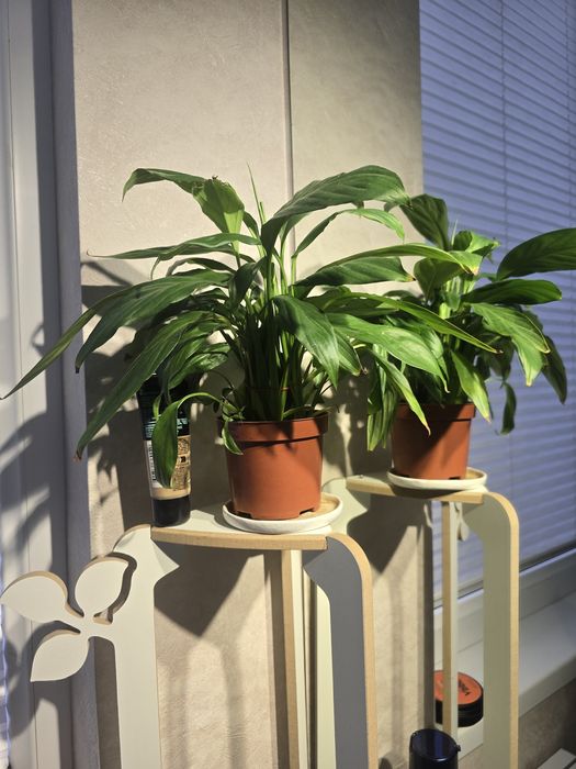 Калатея и спатифилум